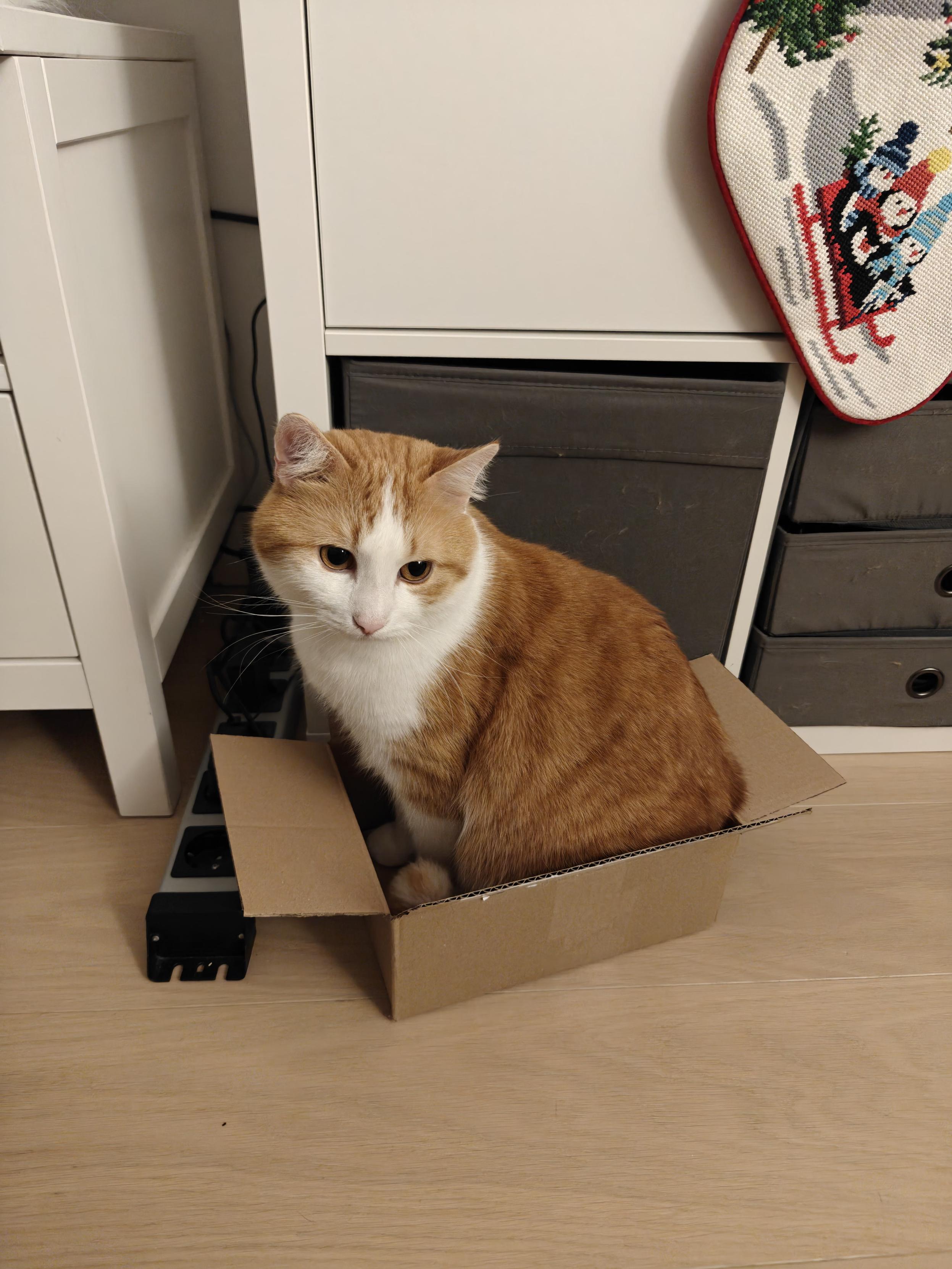 an orange cat sitting in the cardboard box that the plushie was sent in. he looks like hes enjoying himself