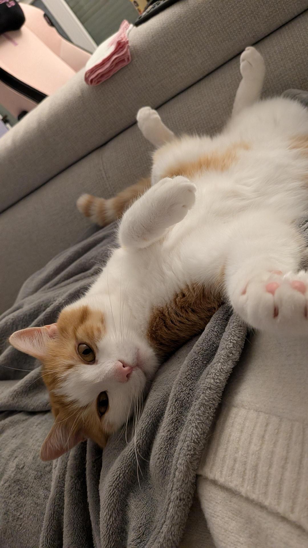 An orange cat laying on his back stretching out paws to the camera